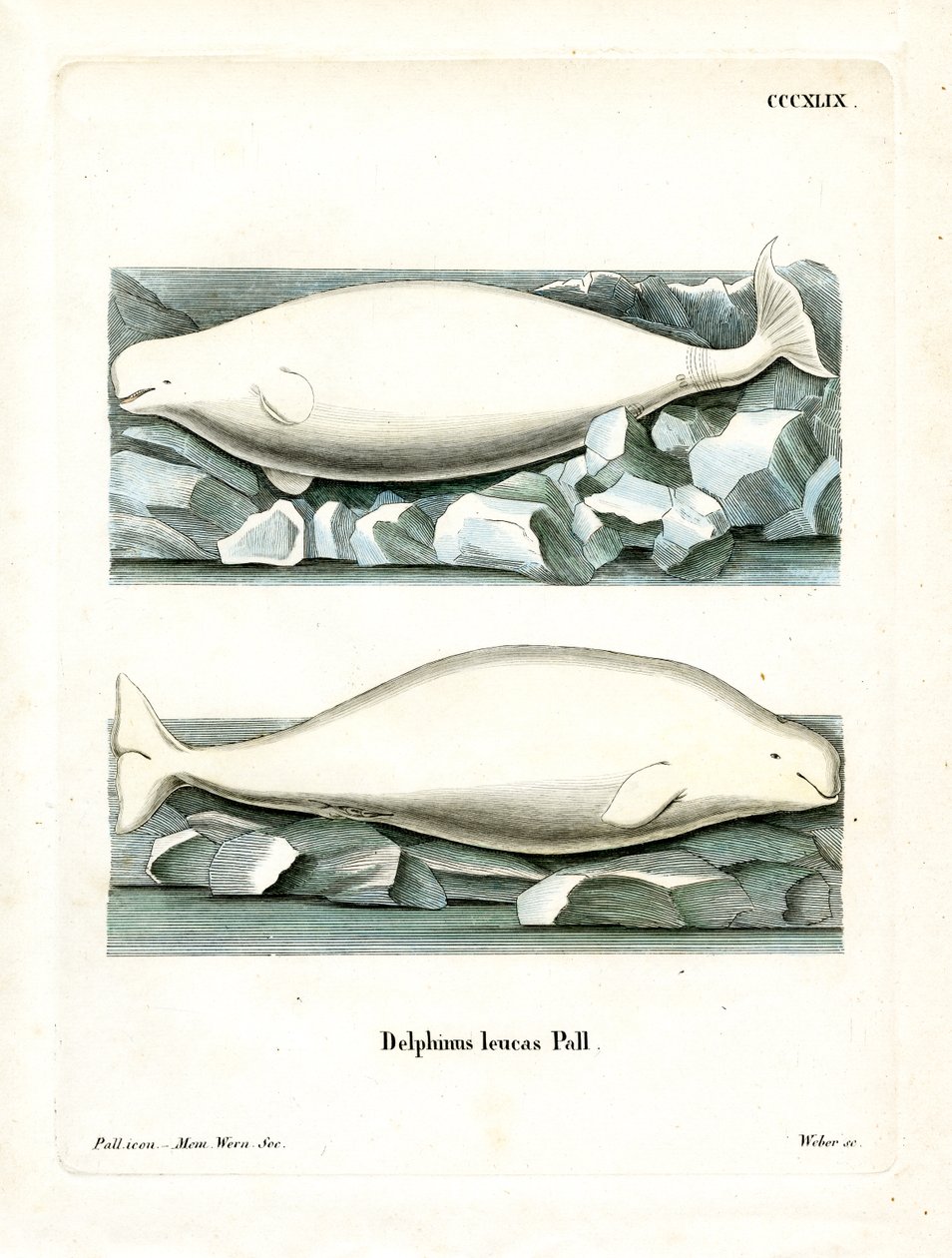 Balena bianca da German School