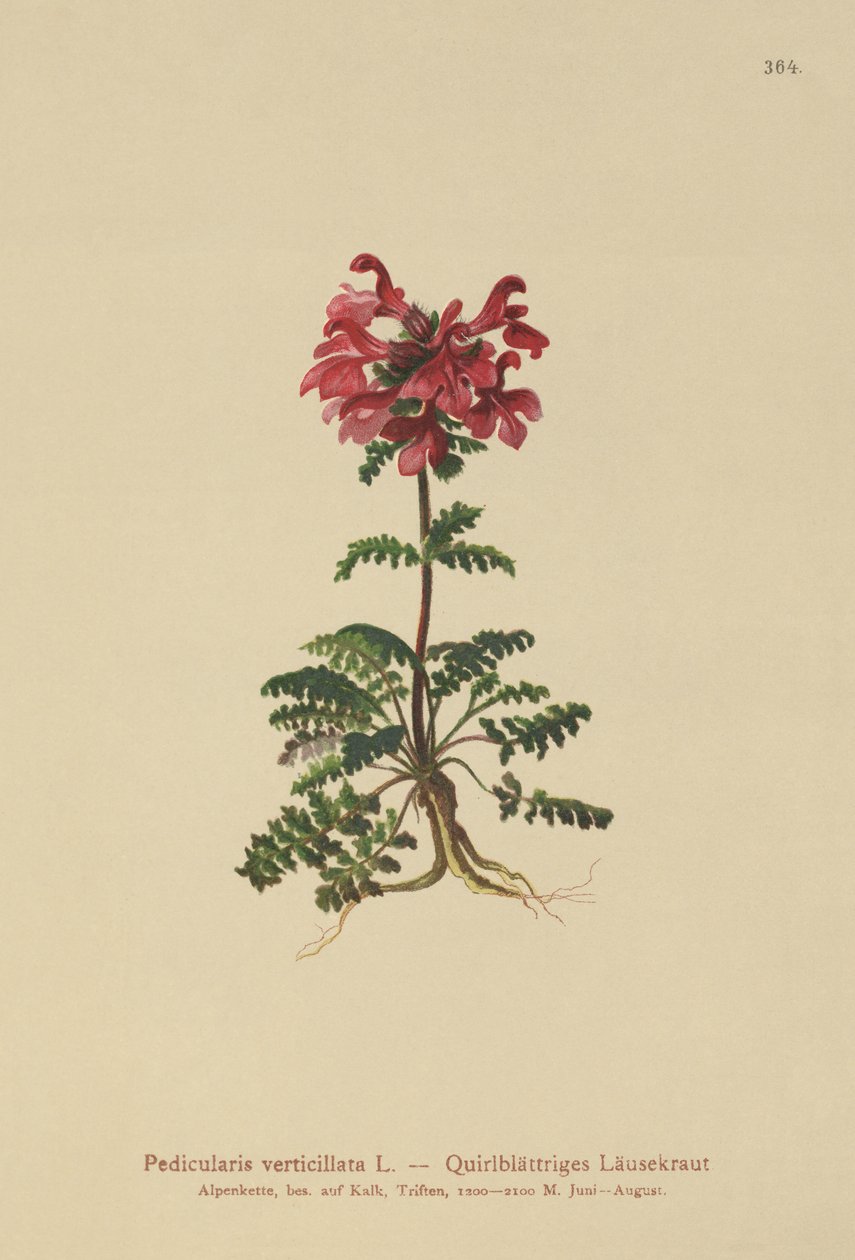 Pedicularis verticillata da German School