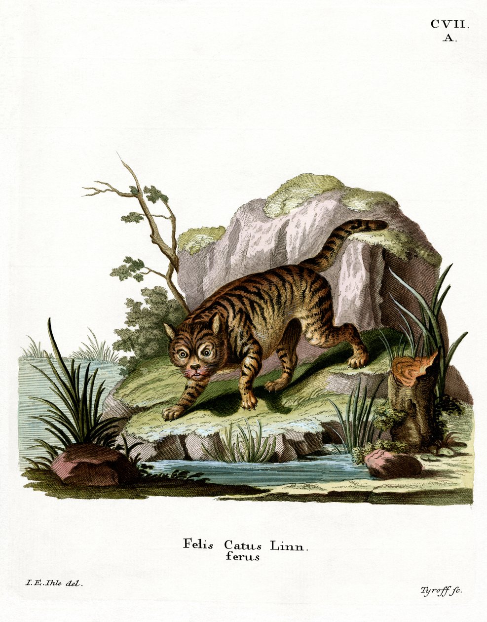 Gatto selvatico da German School