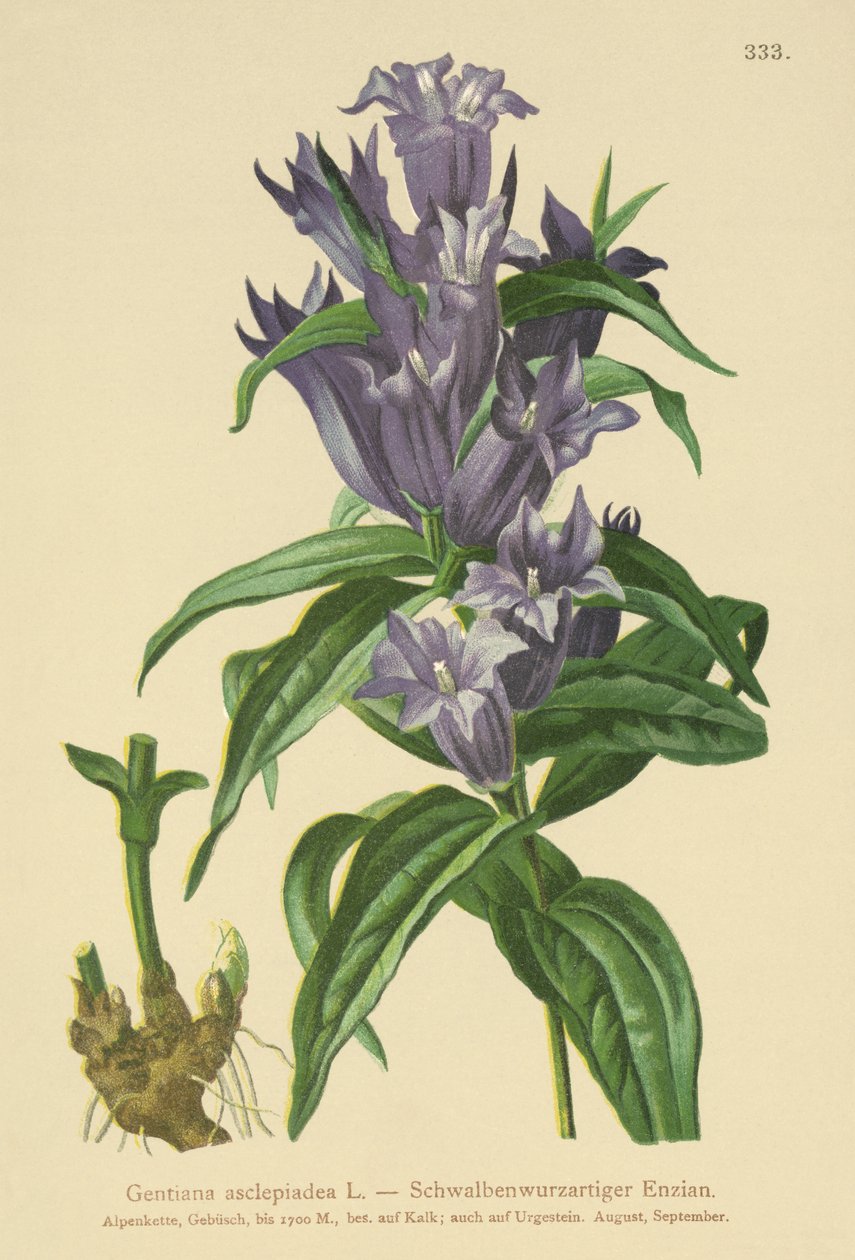 Genziana asclepiadea da German School