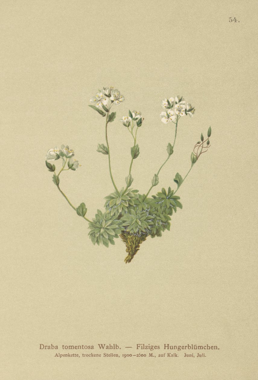 Draba lanosa (Draba tomentosa) da German School