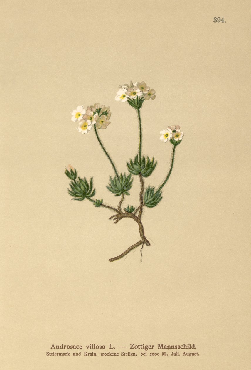 Androsace villosa (Androsace villosa) da German School