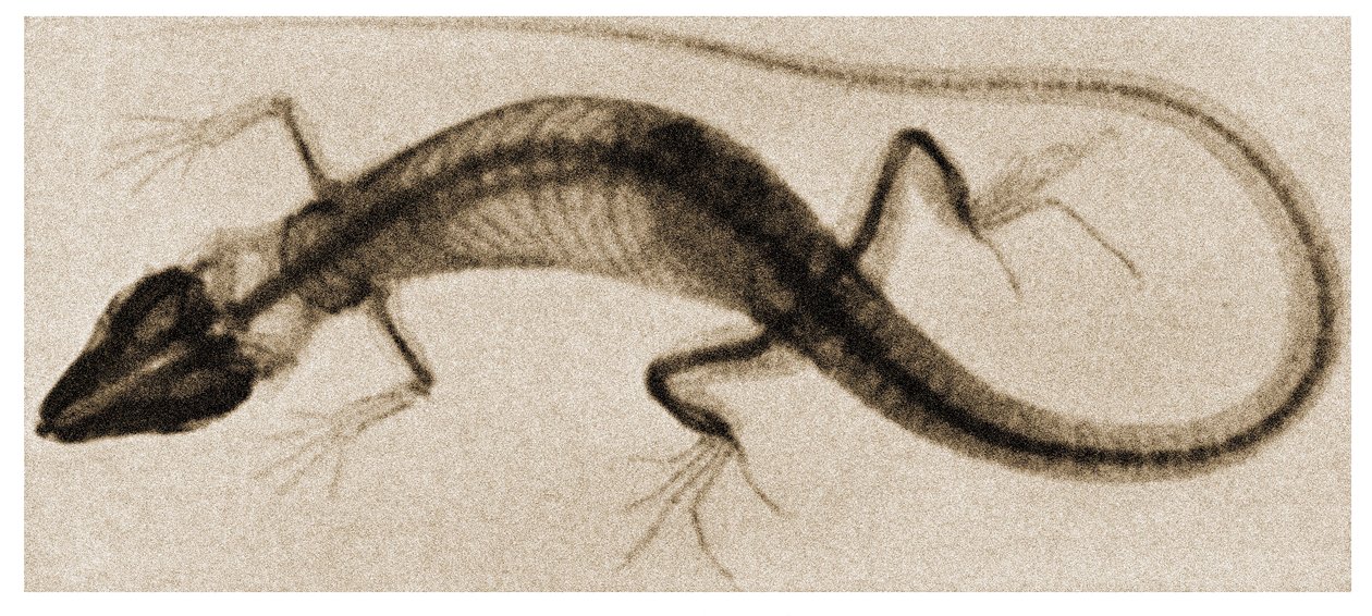 Radiografia di una lucertola c.1890 da German School