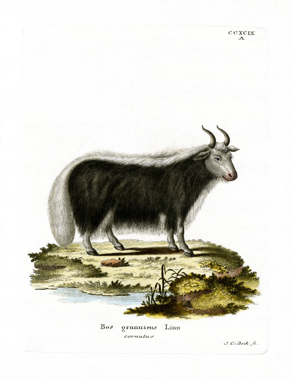 Yak da German School