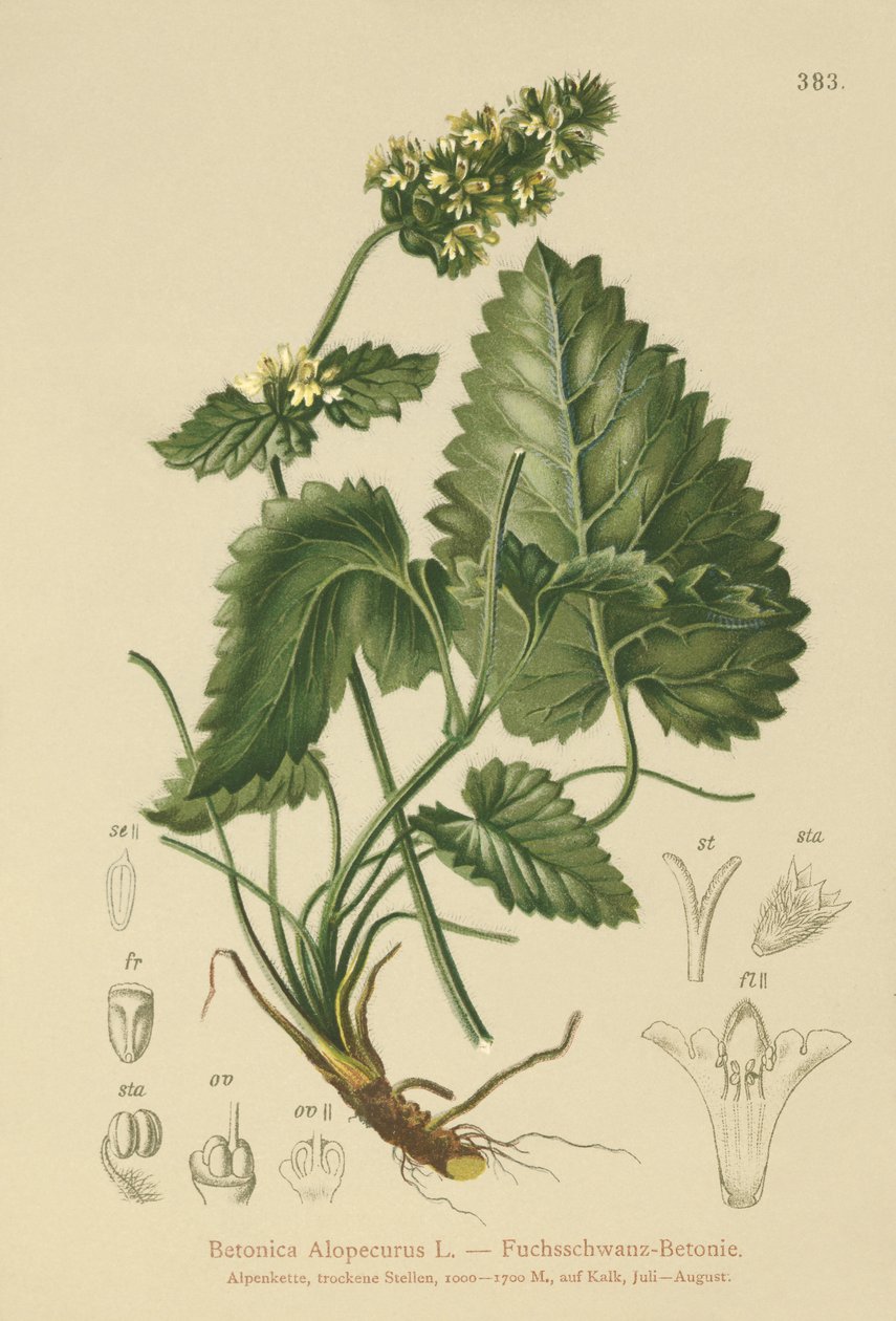 Betonica gialla (Betonica Alopecurus, Stachys alopecuros) da German School