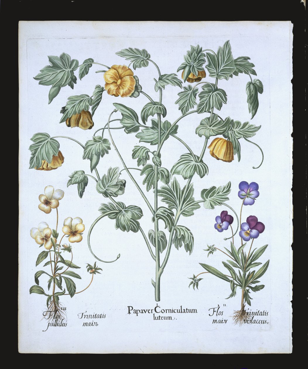 Papavero cornuto giallo, da Hortus Eystettensis di Basil Besler, pub. 1613 da German School