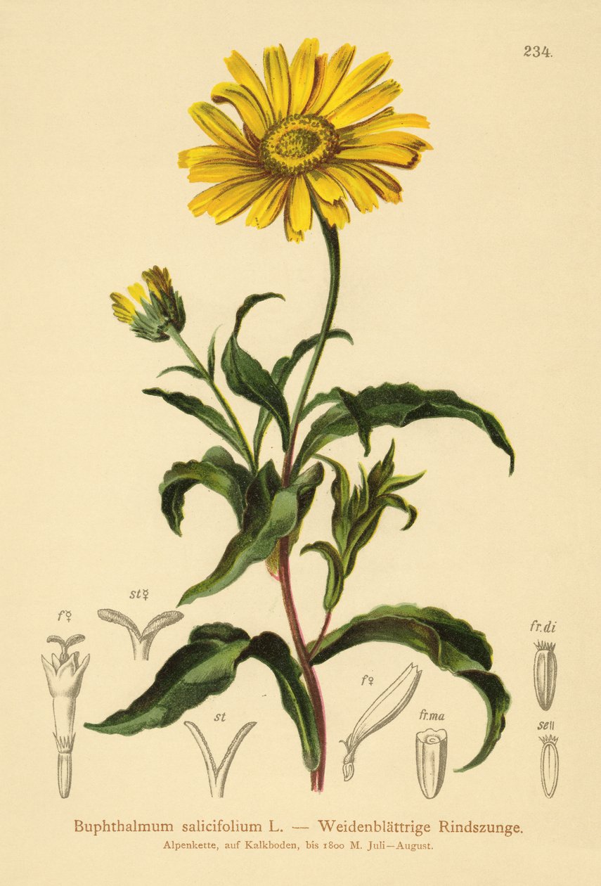 Occhio di bue giallo da German School