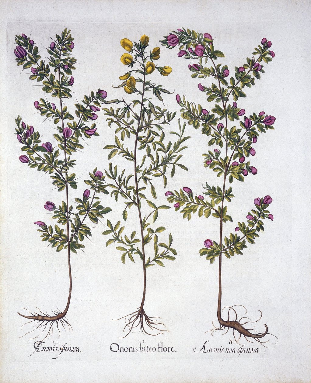 Ginestrino giallo, Ginestrino rosa e Ginestrino spinoso rosa, da Hortus Eystettensis, di Basil Besler, pub. 1613 da German School