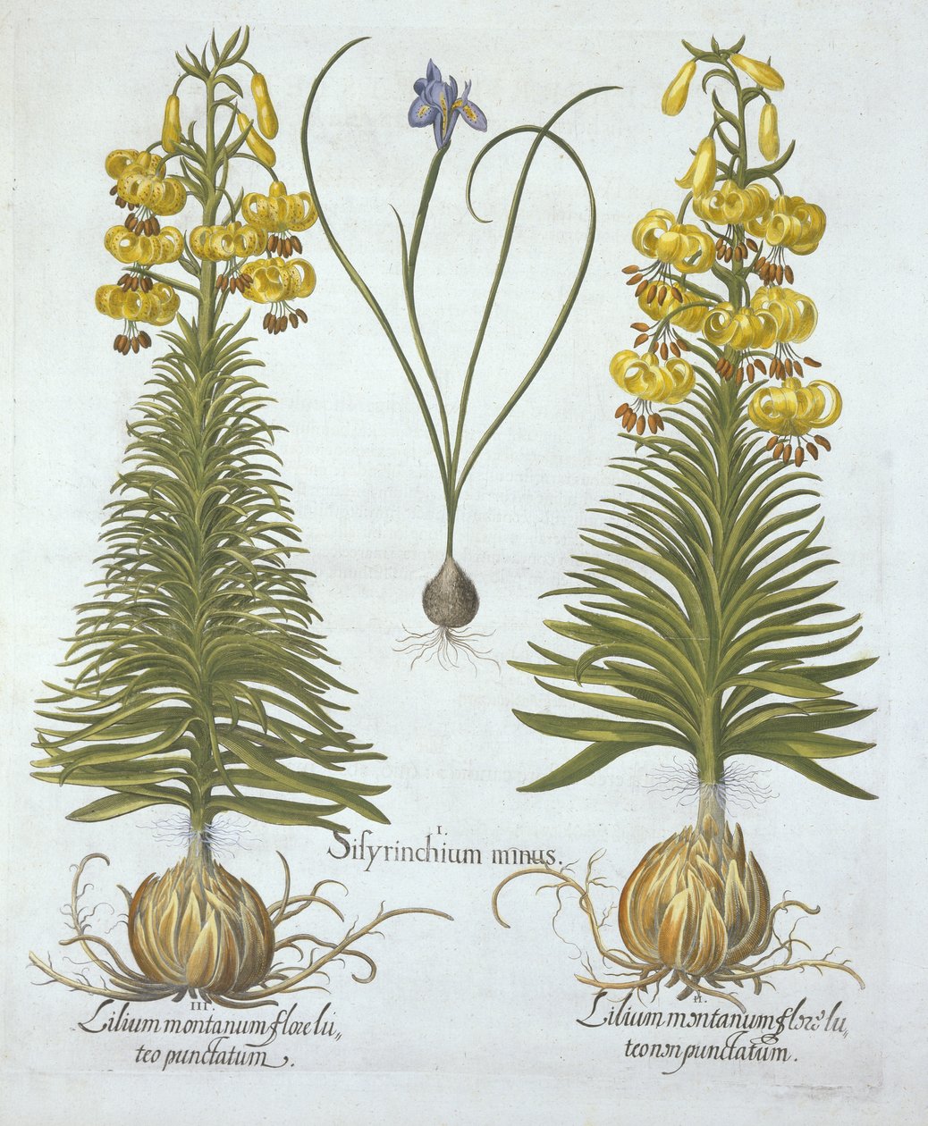 Giglio turco giallo con bulbo e Sisyrinchium, da Hortus Eystettensis, di Basil Besler, pub. 1613 da German School