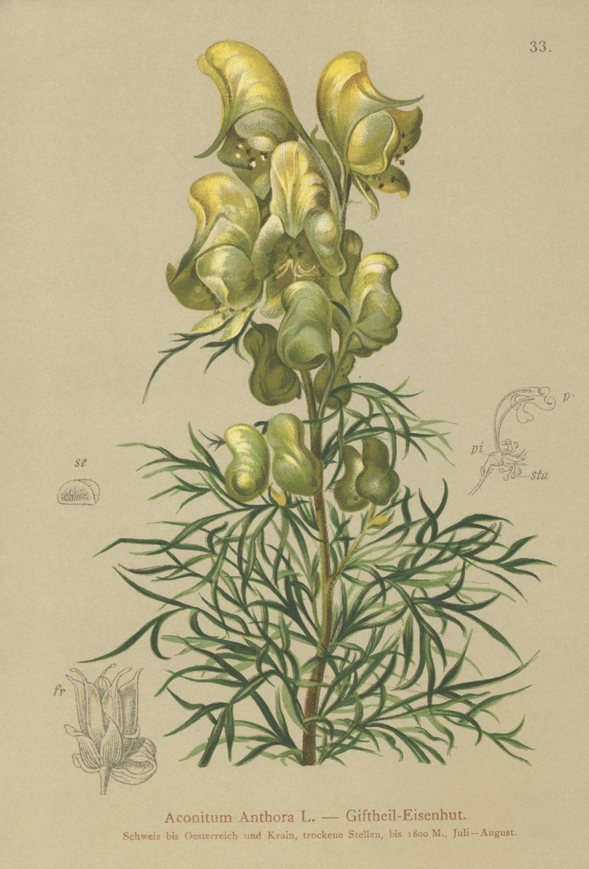 Aconito giallo (Aconitum anthora) da German School