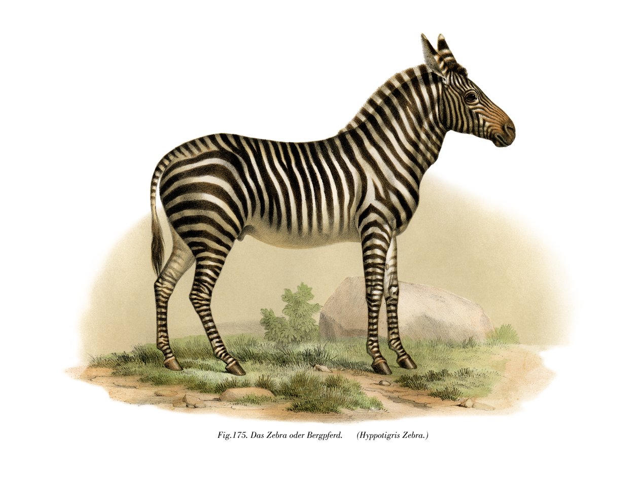 Zebra, 1860 da German School