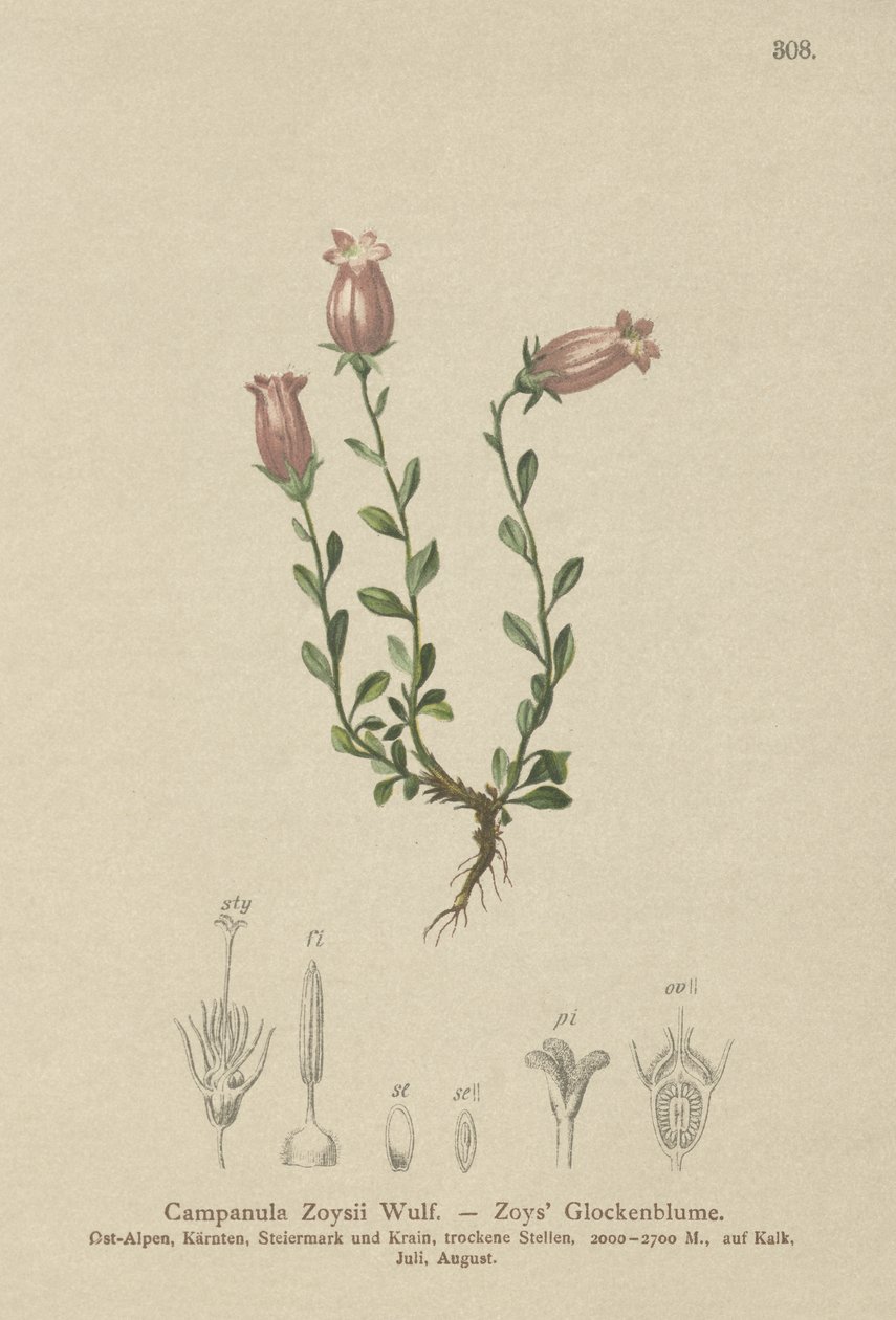 Campanula di Zois (Campanula Zoysii) da German School