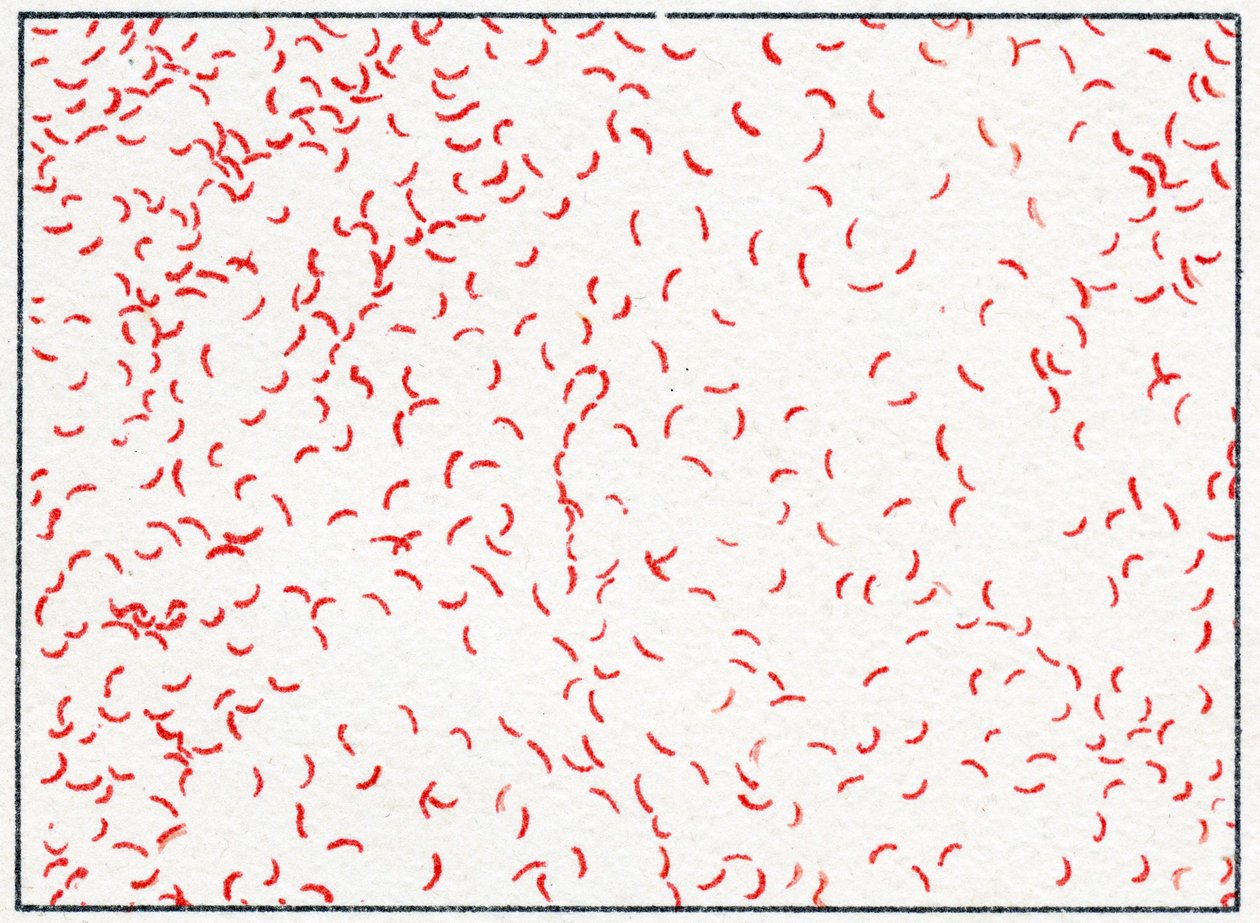 Batterio Vibrio cholerae da German School