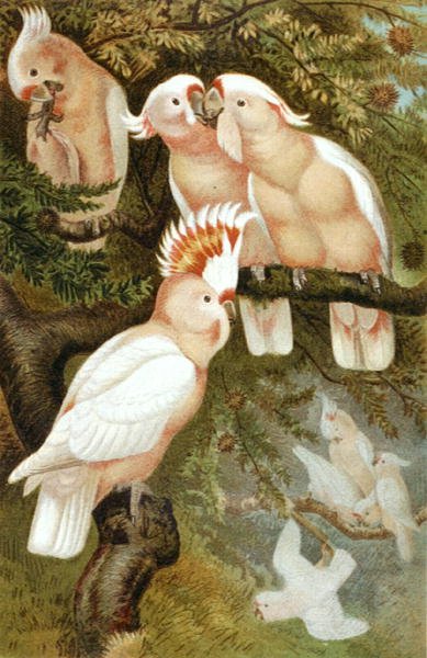 Cacatua dnca, tavola da "Brehms Tierleben: Allgemeine Kunde des Tierreichs", vol.5, p.380, pubblicato da Bibliographisches Institut da German School