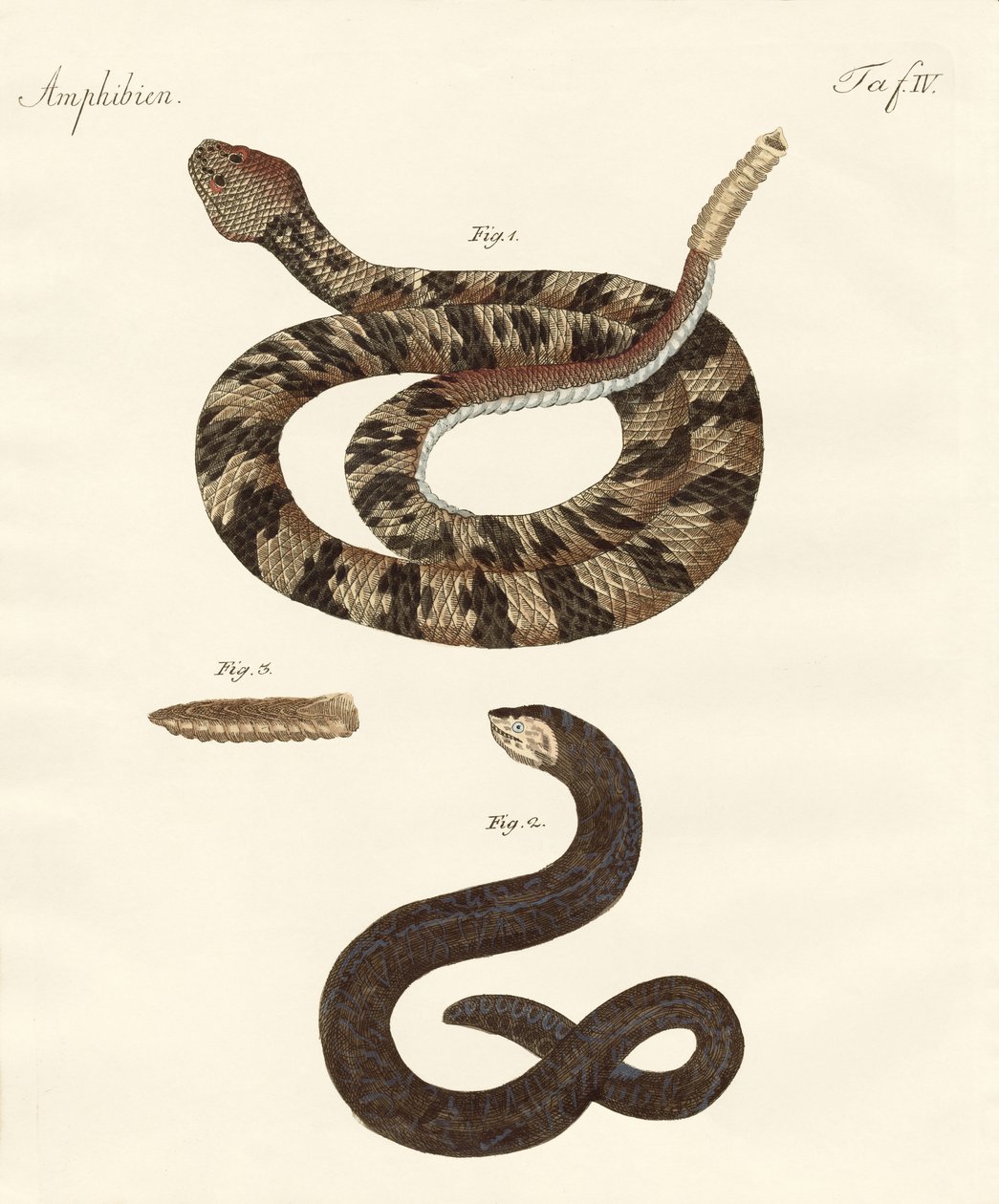 Serpente da German School