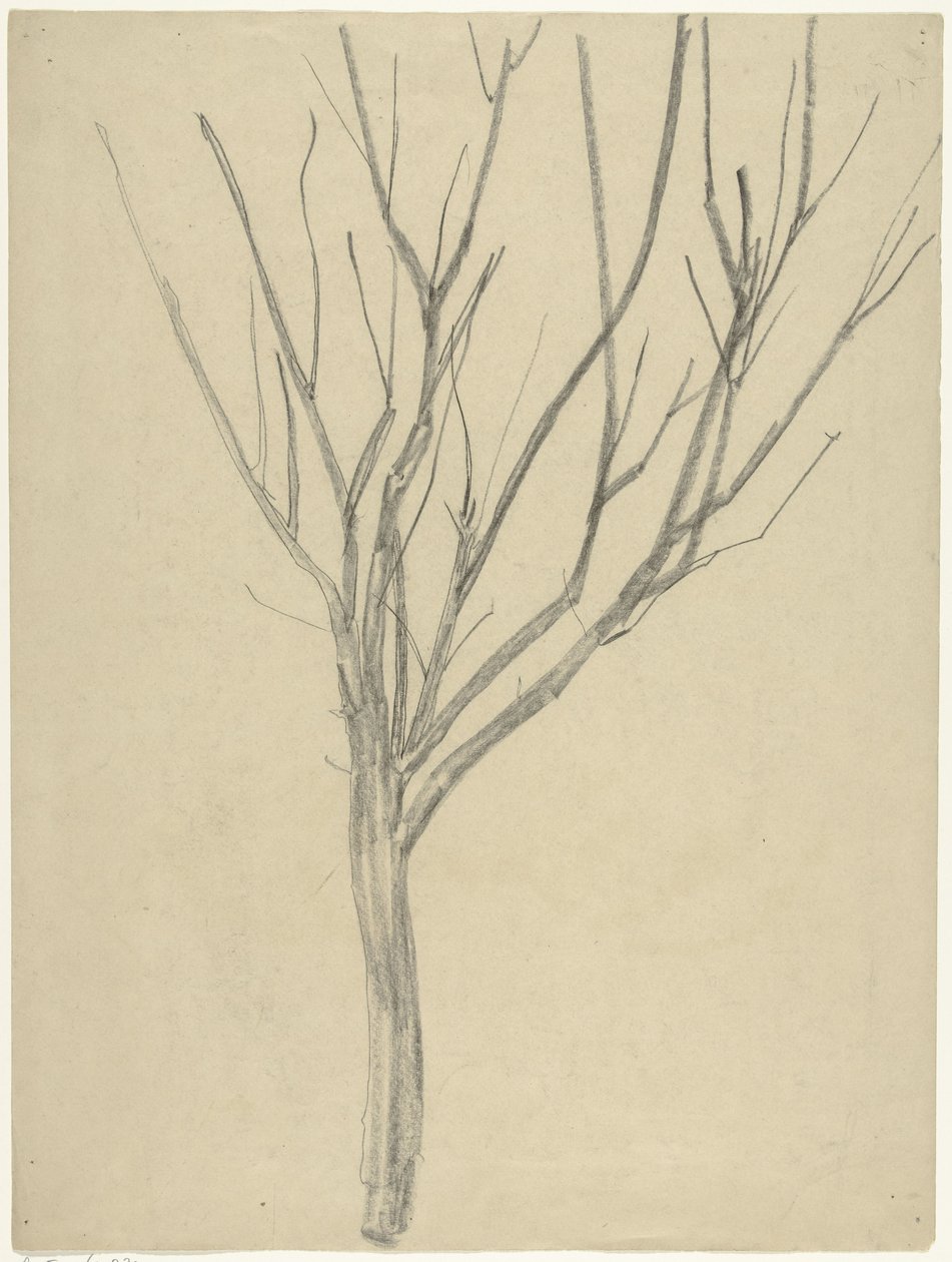 Albero spoglio da Gerrit Willem Dijsselhof