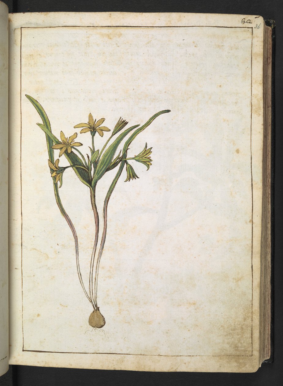 Una pianta con fiori gialli, da "Paintings of Flora of the Roman States" di Gherardo Cibo da Gherardo Cibo