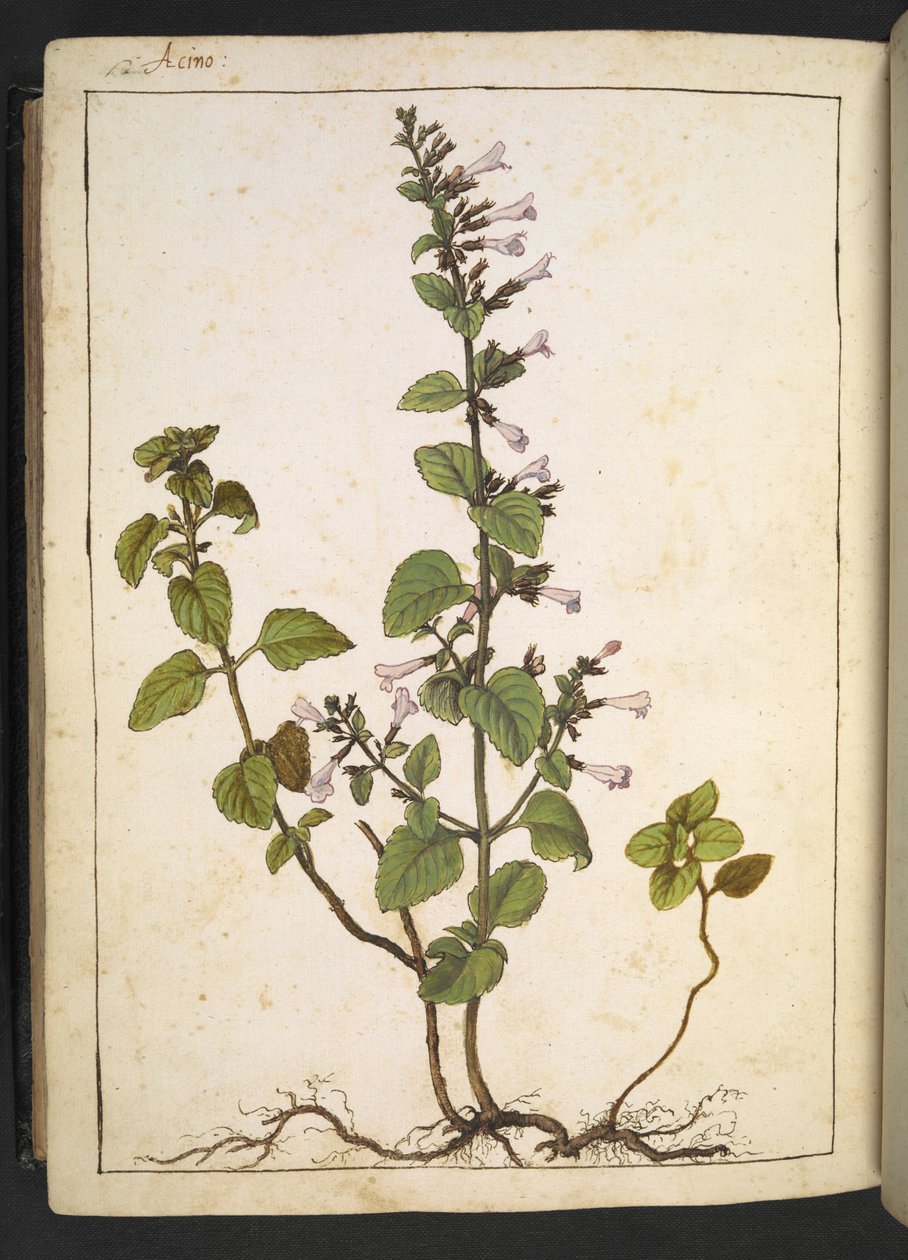Acinos, Clinopodium: Pianta perenne legnosa con fiori tubolari, da 