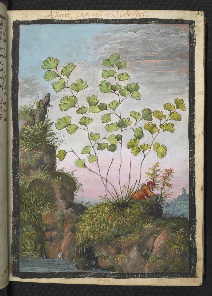 Adiantum capillus-veneris, da "Dipinti della flora degli Stati Romani" di Gherardo Cibo da Gherardo Cibo