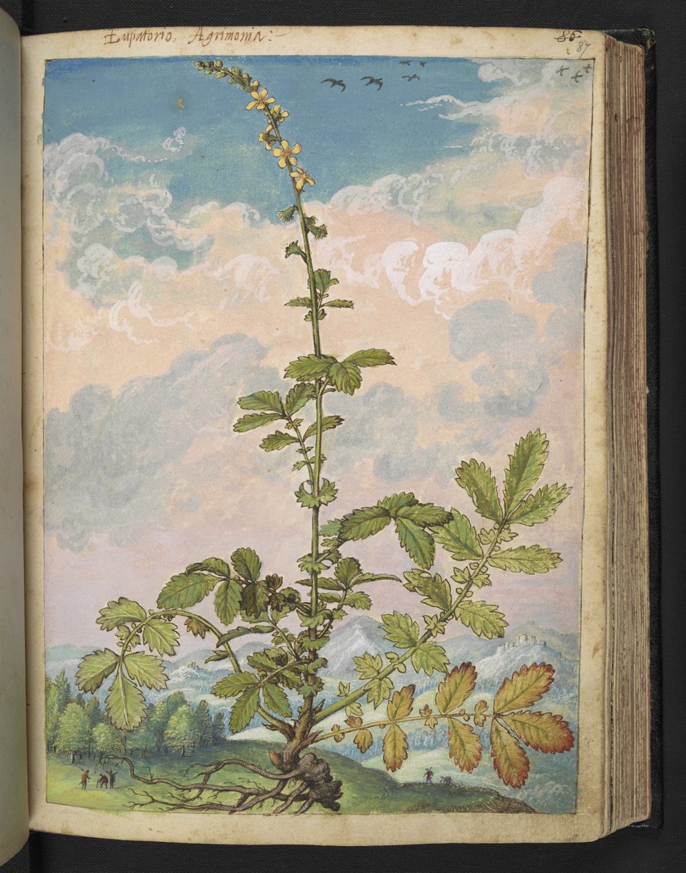 Agrimonia eupatoria, da "Paintings of Flora of the Roman States" di Gherardo Cibo da Gherardo Cibo
