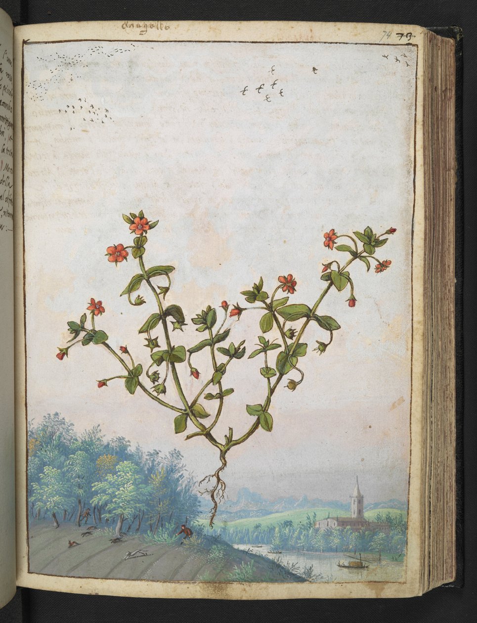 Anagalis arvensis: Una pianta con fiori rossi, da 