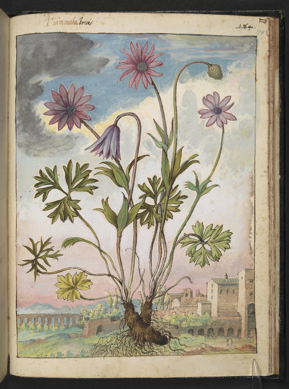Anemone hortensis, da "Dipinti della Flora degli Stati Romani" di Gherardo Cibo, Add MS 22333, f174r, c.1564-84 da Gherardo Cibo