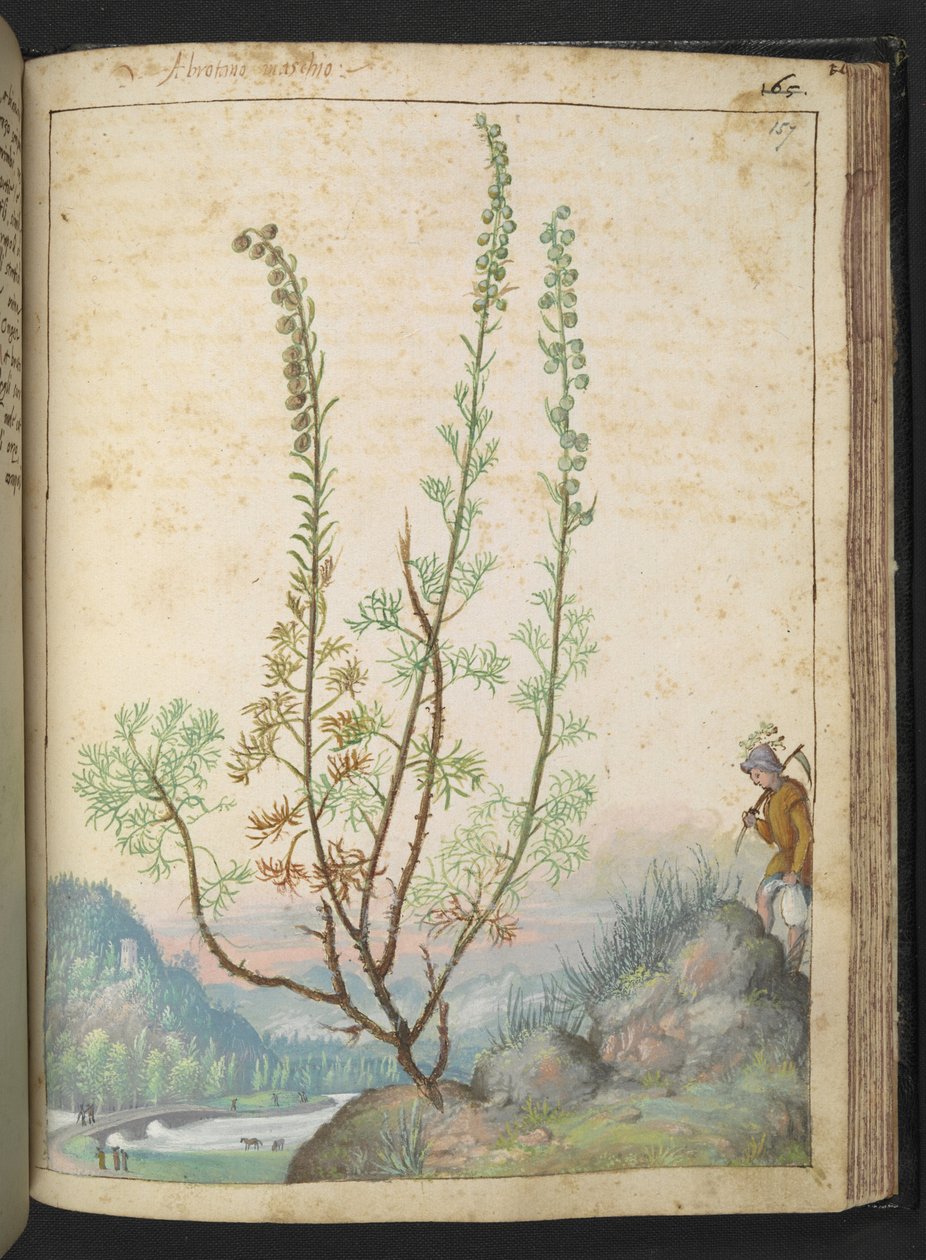 Artemisia abrotanum (abrotano), da 