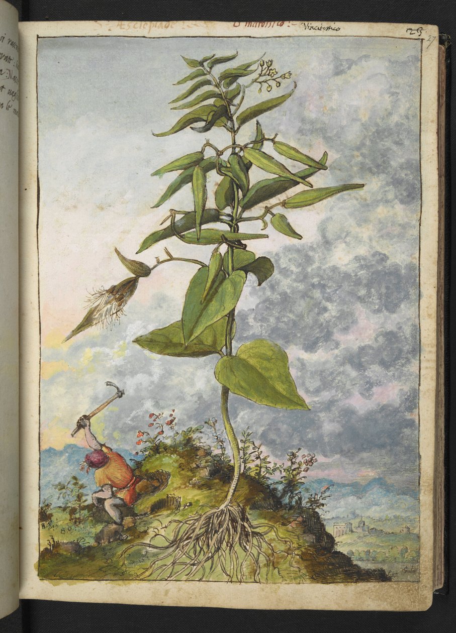 Asclepias, da "Paintings of Flora of the Roman States" di Gherardo Cibo da Gherardo Cibo