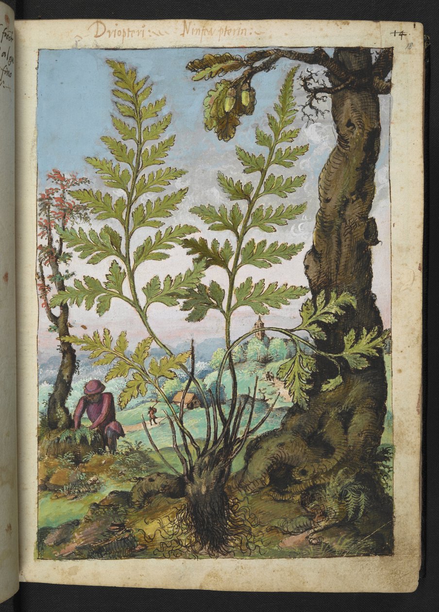 Asplenium adianthum nigrum, da 