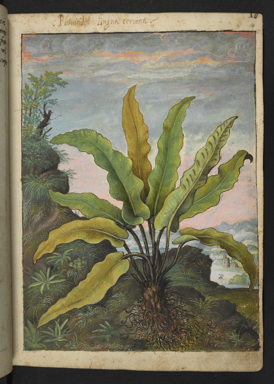 Asplenium scolopendrium, da 
