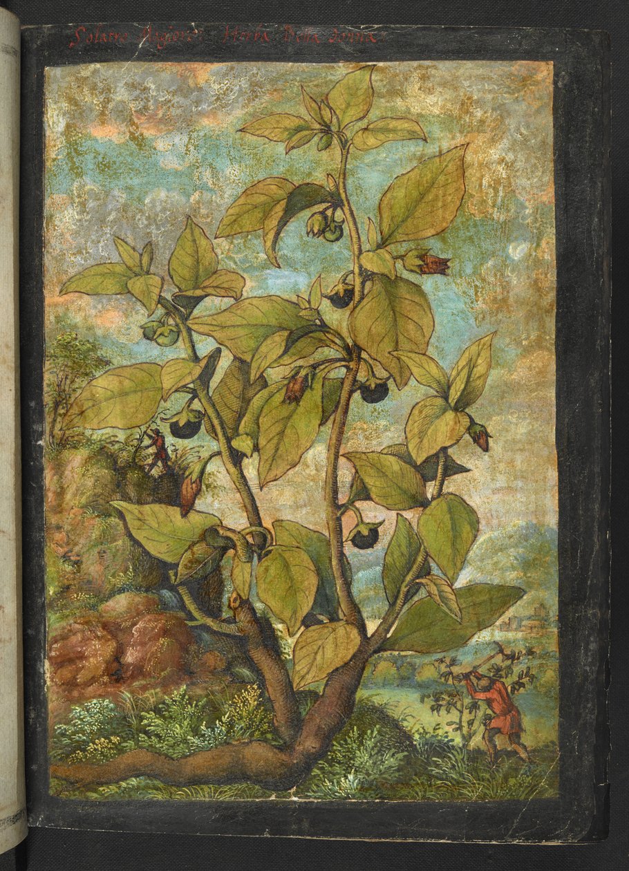 Atropa belladonna, da "Paintings of Flora of the Roman States" di Gherardo Cibo da Gherardo Cibo