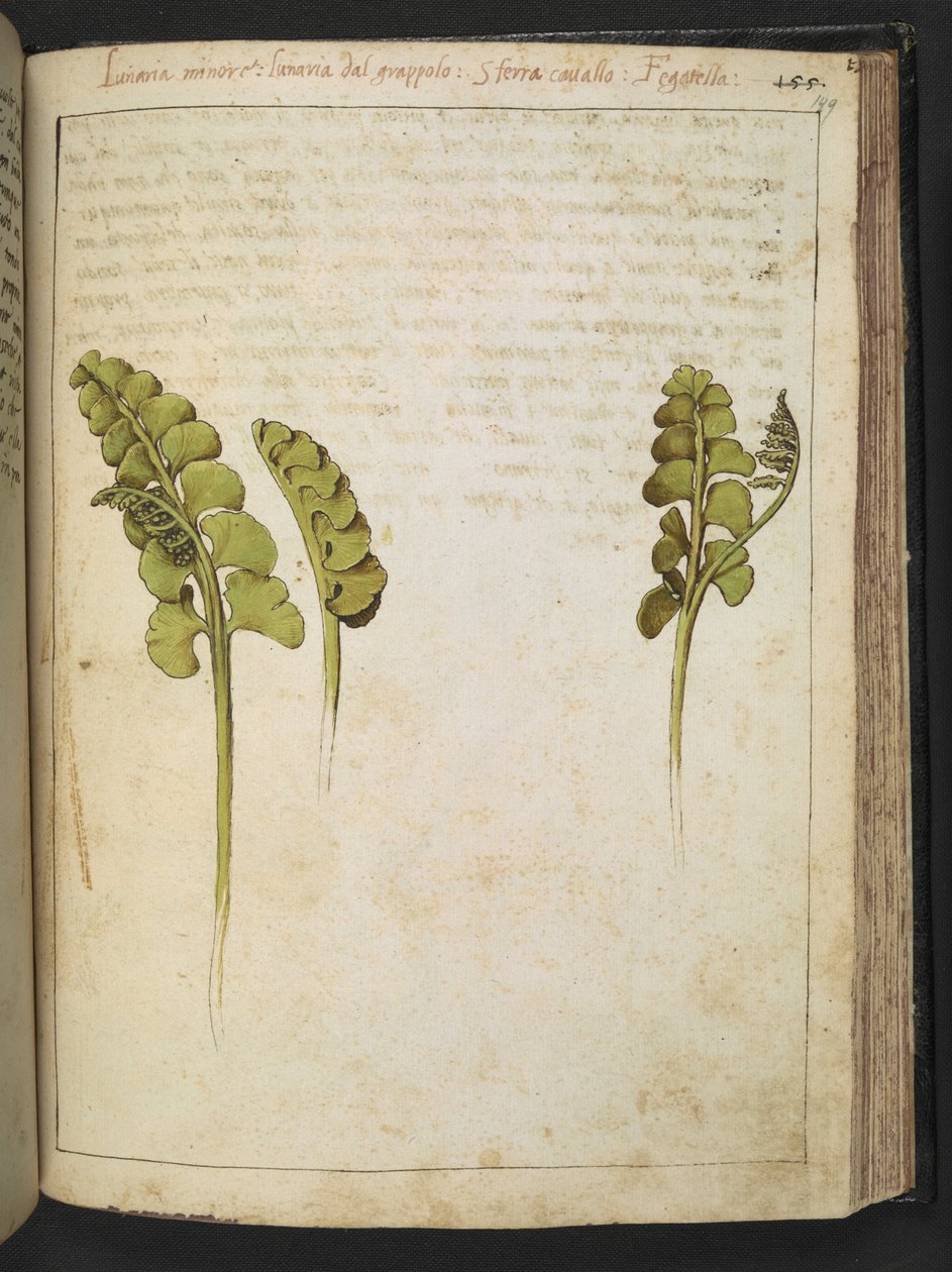 Botrychium lunaria (felce), da "Dipinti della Flora degli Stati Romani" di Gherardo Cibo, Add MS 22333, f149r, c.1564-84 da Gherardo Cibo