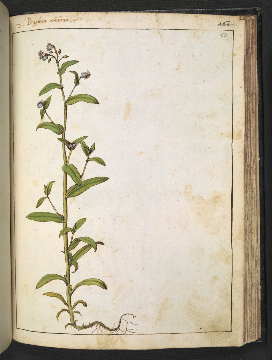 Buglossa, Anchusa azurea (Loddon Royalist), da 
