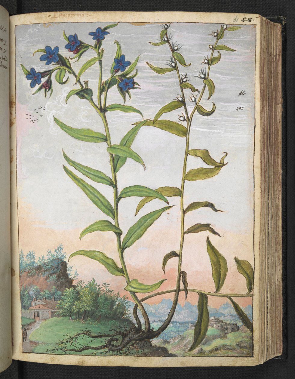 Buglossoides purpurocaerulea, da "Dipinti della flora degli Stati Romani" di Gherardo Cibo, Add MS 22333, f061r, c.1564-84 da Gherardo Cibo