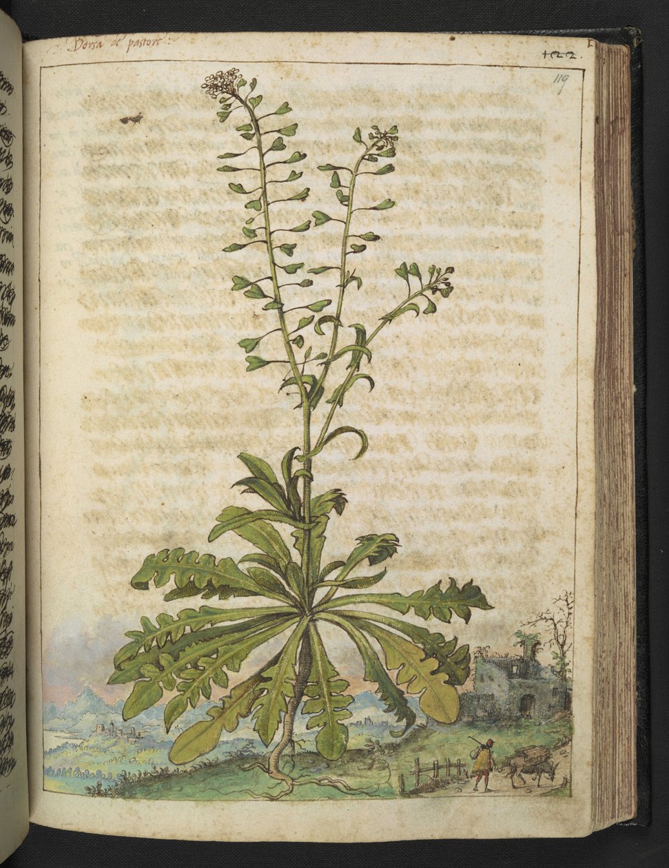 Capsella bursa-pastoris, da 