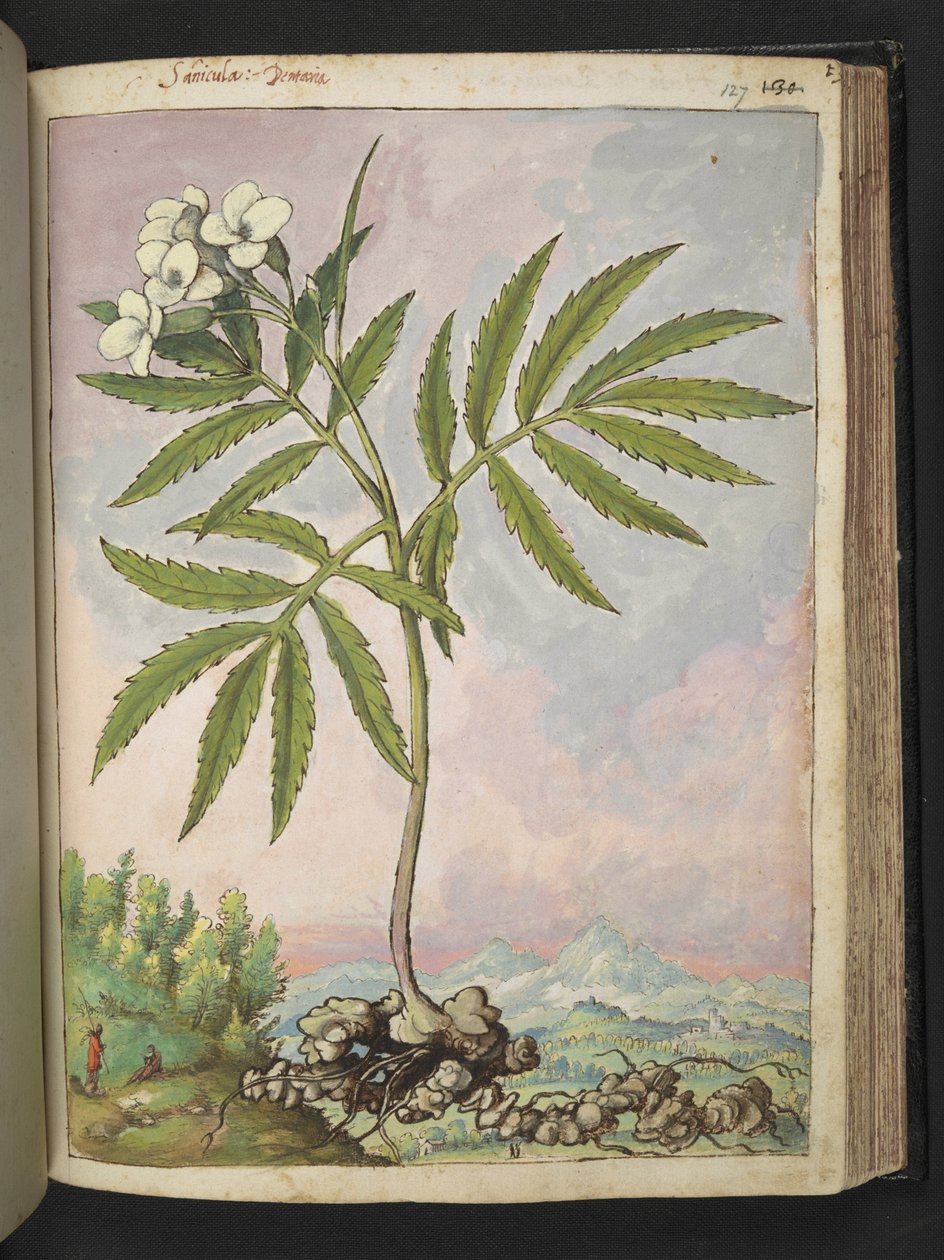 Cardamine heptaphylla, da 