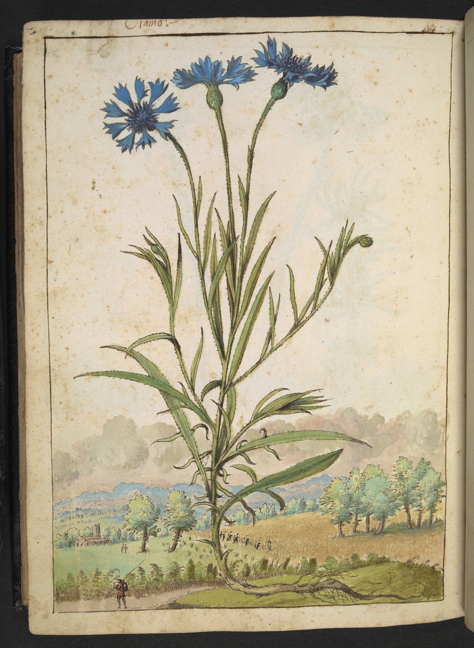 Centaurea cyanus: Un fiore con petali blu, da "Dipinti della flora degli Stati Romani" di Gherardo Cibo, Add MS 22333, f177v, c.1564-84 da Gherardo Cibo