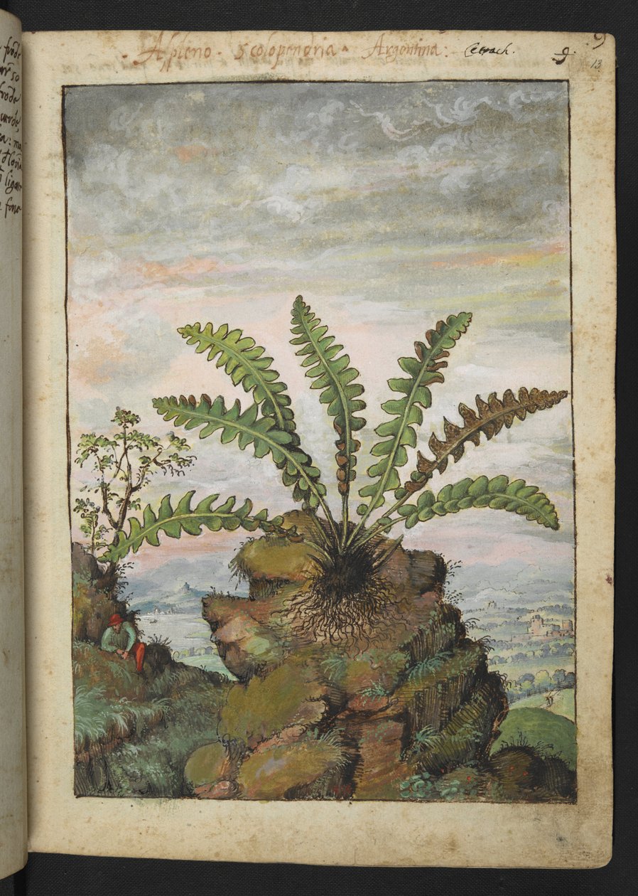 Ceterach officinarum, da "Paintings of Flora of the Roman States" di Gherardo Cibo da Gherardo Cibo