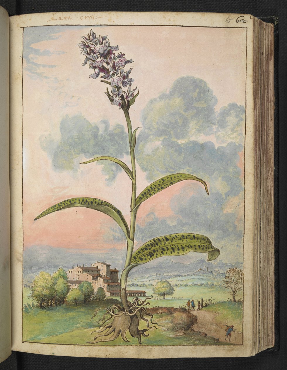 Dactylorhiza fuchsii, da 