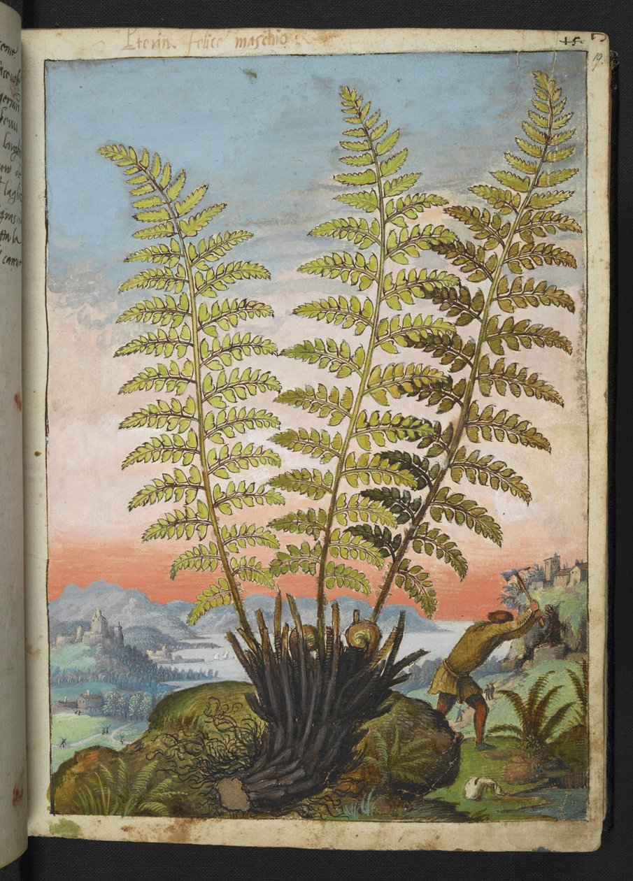 Dryopteris filix mas: Una felce, da "Paintings of Flora of the Roman States" di Gherardo Cibo da Gherardo Cibo