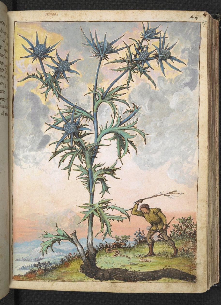 Eryngium maritimum, da "Dipinti della flora degli Stati Romani" di Gherardo Cibo, Add MS 22333, f047r, c.1564-84 da Gherardo Cibo