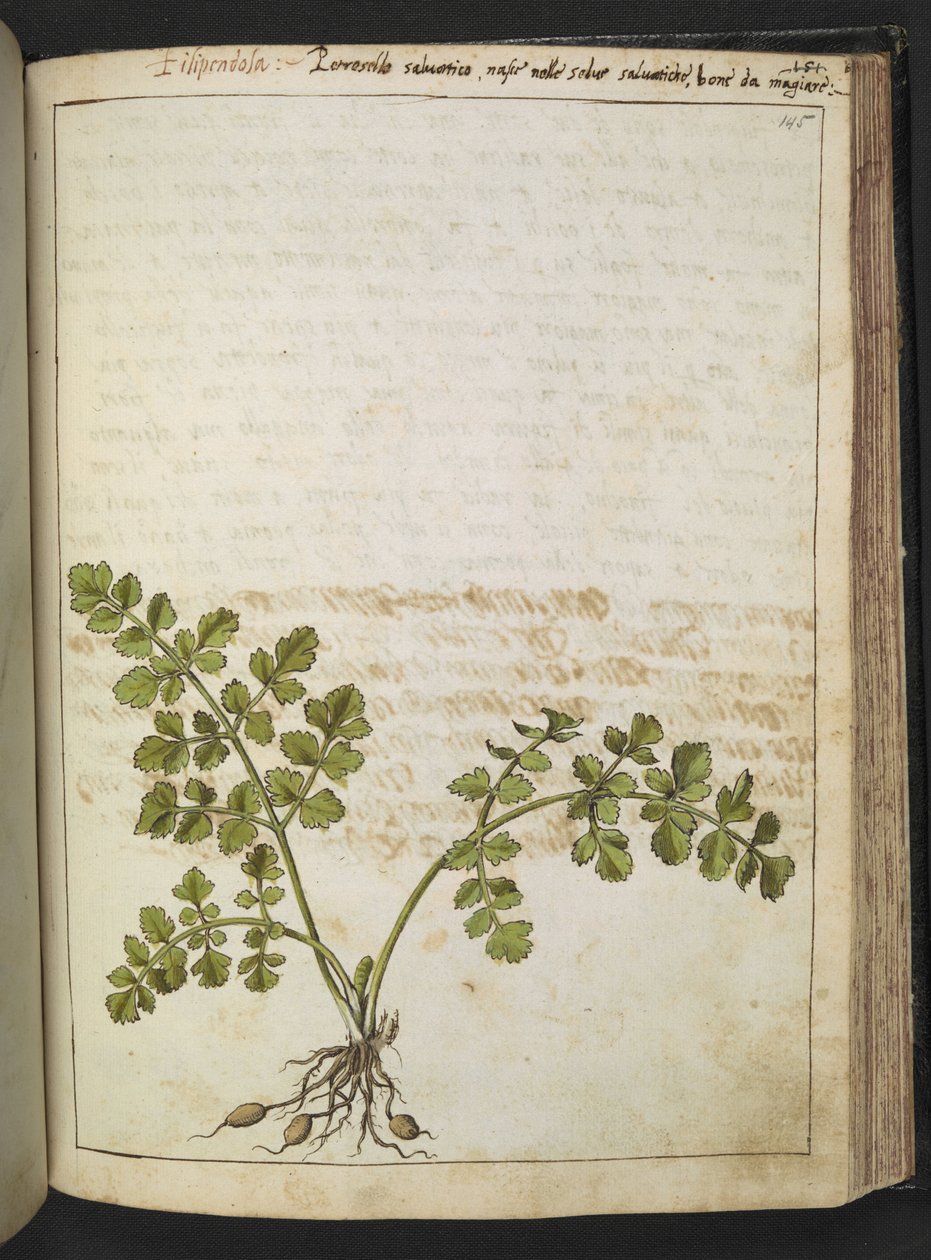 Filipendula, da "Dipinti della Flora degli Stati Romani" di Gherardo Cibo, Add MS 22333, f145r, c.1564-84 da Gherardo Cibo