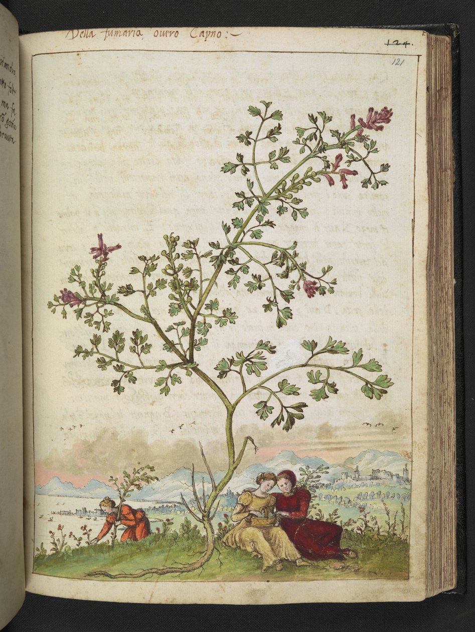 Fumaria gaillardotii, da "Dipinti della flora degli Stati Romani" di Gherardo Cibo da Gherardo Cibo