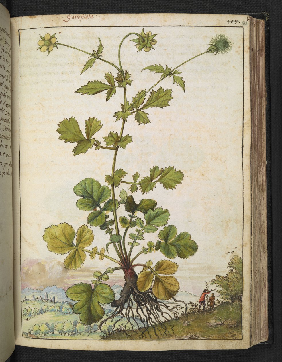 Geum urbanum, da "Dipinti della Flora degli Stati Romani" di Gherardo Cibo, Add MS 22333, f103r, c.1564-84 da Gherardo Cibo