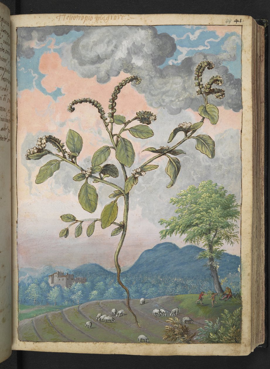 Heliotropium europaeum, da "Dipinti della Flora degli Stati Romani" di Gherardo Cibo, Add MS 22333, f044r, c.1564-84 da Gherardo Cibo