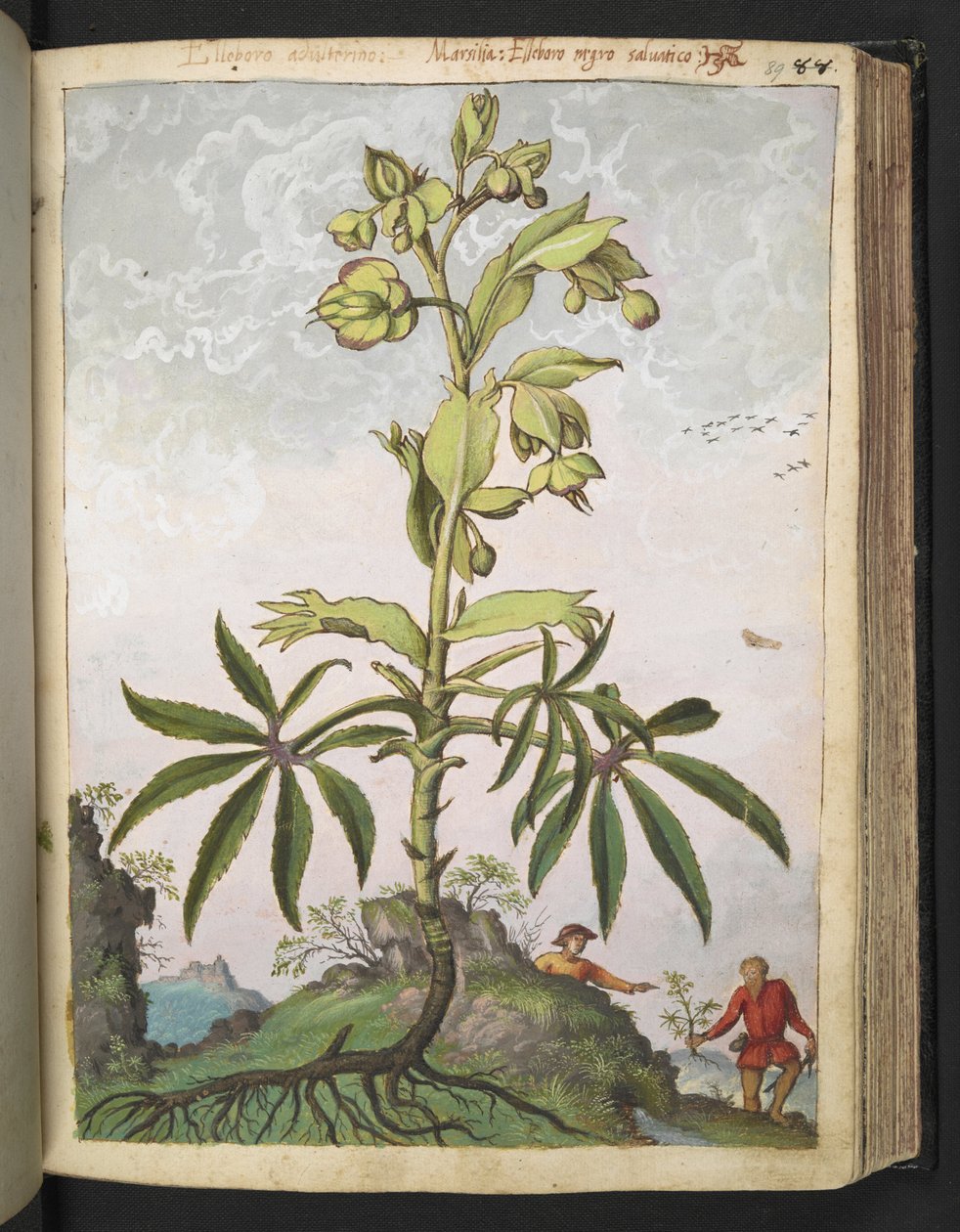 Helleborus foetidus, da "Paintings of Flora of the Roman States" di Gherardo Cibo da Gherardo Cibo