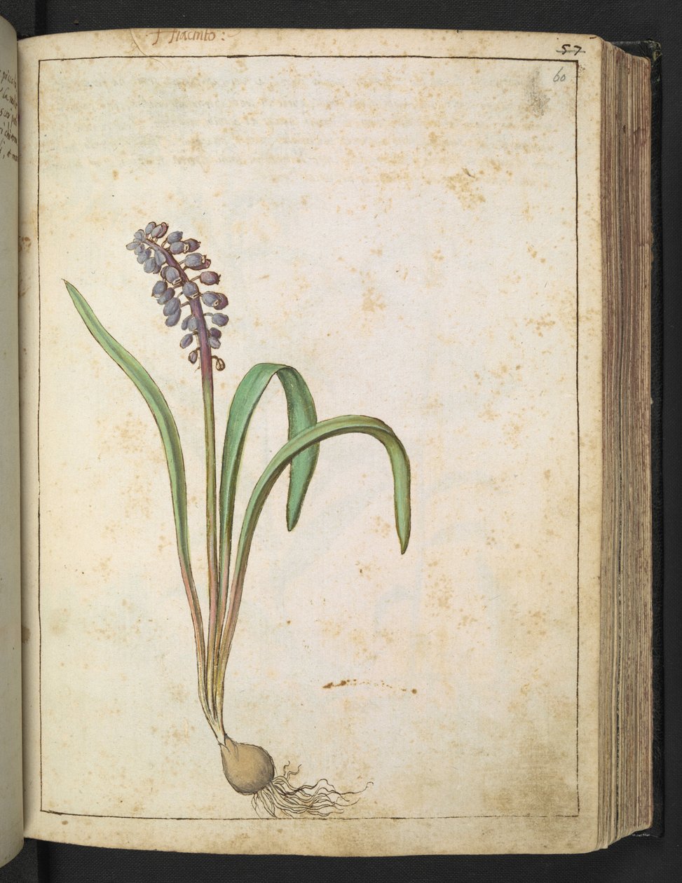 Hyacinthus, da "Paintings of Flora of the Roman States" di Gherardo Cibo da Gherardo Cibo