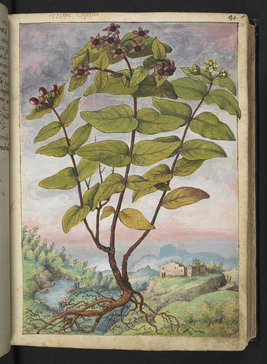 Hypericum hircinum, da "Dipinti della flora degli Stati Romani" di Gherardo Cibo da Gherardo Cibo