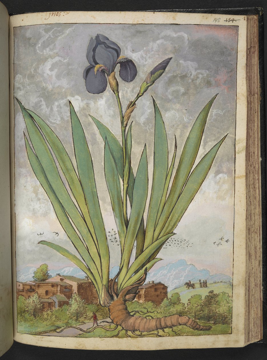 Iris germanica, da "Dipinti della flora degli Stati Romani" di Gherardo Cibo da Gherardo Cibo