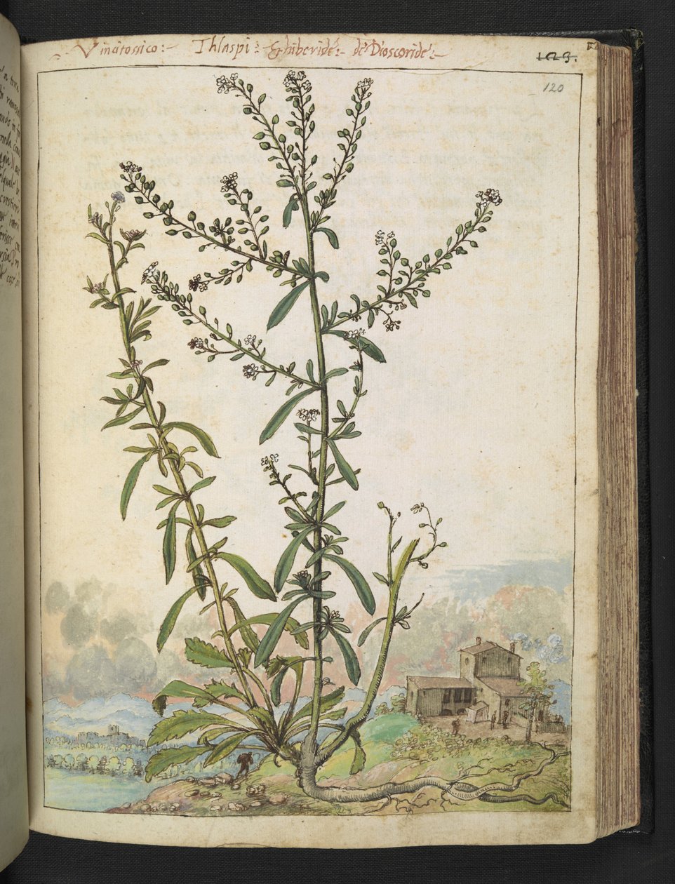 Lepidium graminifolium, da 